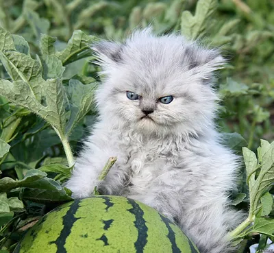 Картинки злых котов