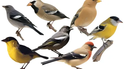 Уникальные виды птиц, от которых невозможно оторвать взгляда! | Психология  животных | Дзен