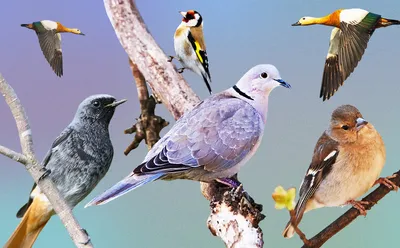 разные виды птиц позируют по разному, картина обычных птиц на заднем дворе  фон картинки и Фото для бесплатной загрузки