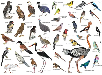 Составляю свой каталог фото птиц. Обыкновенный жулан | Hellen Geographic |  Дзен