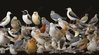 Птицы | NaturalistClub