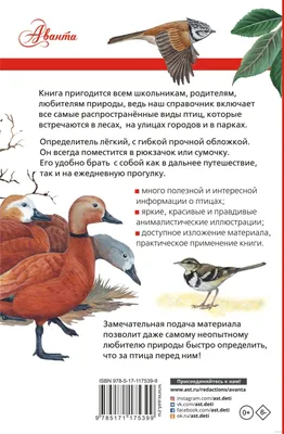Некоторые виды перелетных птиц остались зимовать в Европе