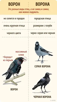 Удивительные виды птиц, о которых вы даже не слышали. ФОТО