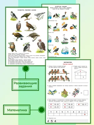 Энциклопедия АСТ Детская энциклопедия Птицы