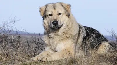 Кавказец собака - фото величественной породы