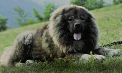 Кавказец собака - впечатляющие фотографии