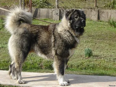 Фото Кавказца собаки - великолепные изображения породы