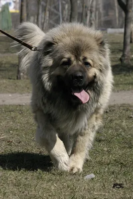 Кавказец собака на фото - узнайте больше об этой породе