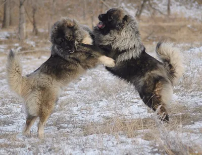 Изображения Кавказцев собак - впечатляющая галерея