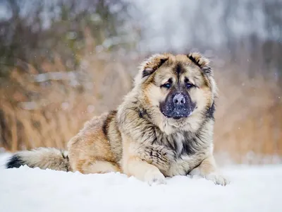 Кавказец собака - фото в хорошем качестве для фонового изображения