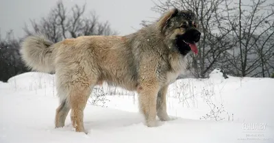 Фото Кавказца собаки - скачивайте бесплатно и украшайте свои проекты