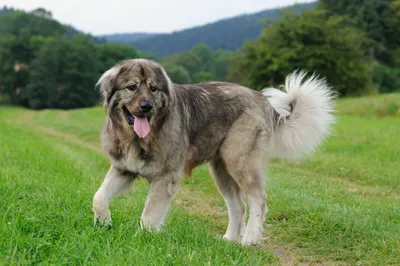 Кавказец собака - красивые картинки величественной породы
