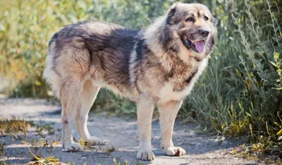 Фото Кавказцев собак: наслаждайтесь видом этой породы