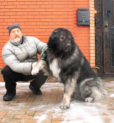 Кавказец собака на фотографиях - поразительная красота в каждом кадре