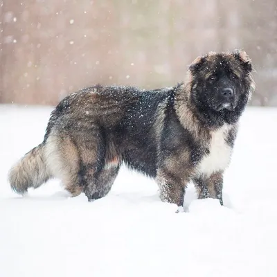 Кавказец собака фотографии