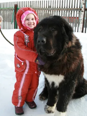 Кавказец собака: фотографии, которые вызывают восторг