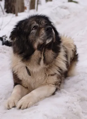 Кавказец собака на фоне природы - красивые обои для вашего рабочего стола
