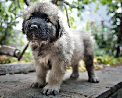 Кавказец собака на фото - великолепие этой породы на каждом изображении