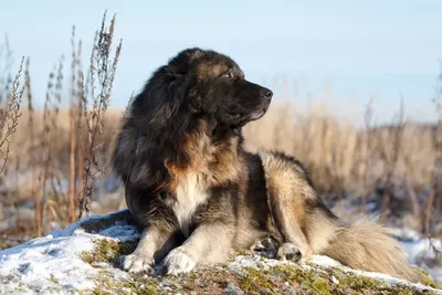 Фото Кавказцев собак: изображения мощных псов