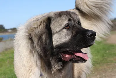 Кавказец собака - впечатляющие фотографии, которые нельзя пропустить