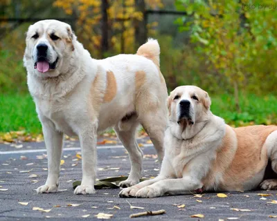 Фото Кавказца собаки - невероятная красота породы