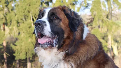 Кавказец собака на фото - узнайте больше о величественных псах