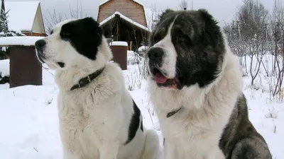 Кавказец собака - красивые картинки мощной породы