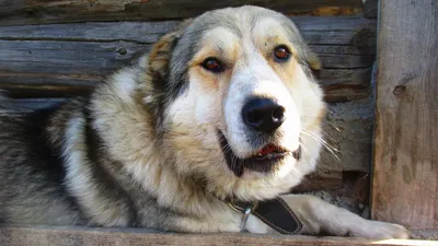 Фото Кавказцев собак: наслаждайтесь просмотром этих изображений