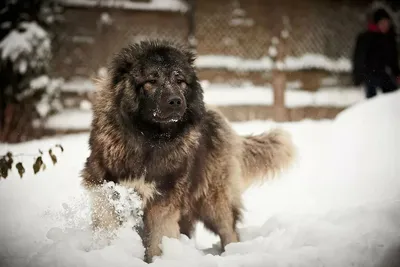 Кавказец собака на фотографиях - красота и величие в каждом кадре