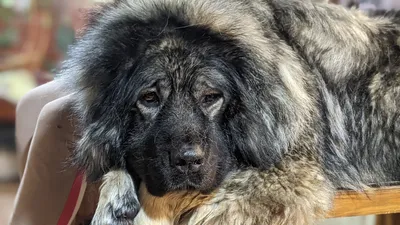 Фото Кавказцев собак в формате webp - загружайте и используйте для вашего веб-сайта