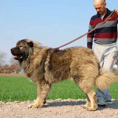 Кавказец собака - впечатляющие картинки этой породы
