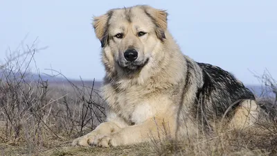 Кавказская овчарка собак