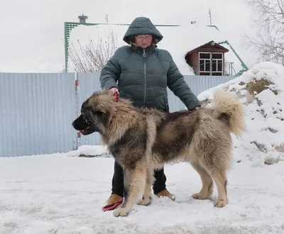 Фото Кавказской овчарки: яркие и насыщенные цвета