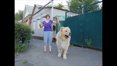 Фото кавказской собаки в студийном качестве