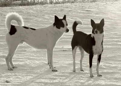 Фотографии ханаанской собаки: идеальные для блога или сайта