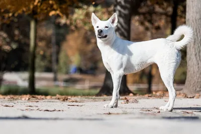 Ханаанская собака: фото с разными форматами для скачивания