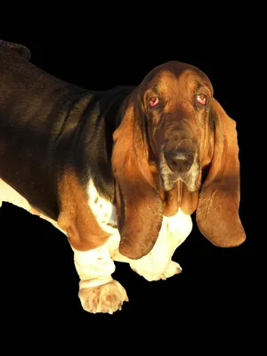 Хаунд собака баскервилей - коллекция фото для ценителей