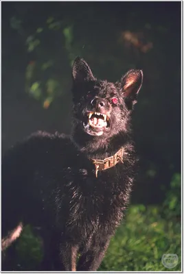 Фотографии Хаунд собаки баскервилей в разных форматах