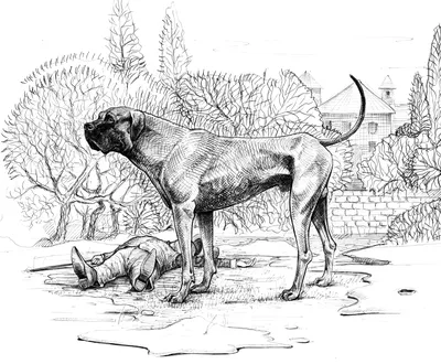 Фото с Хаунд собакой баскервилей для любителей породы собак