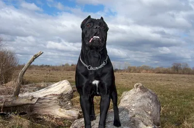 Фото Хаунд собаки баскервилей в формате png - наслаждение без границ