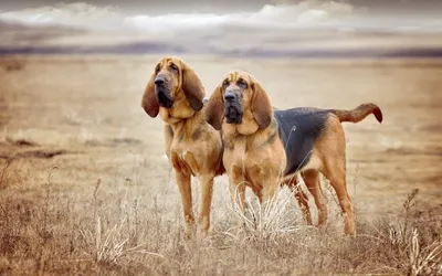 Хаунд собака баскервилей - снимки, захватывающие сердца любителей породы