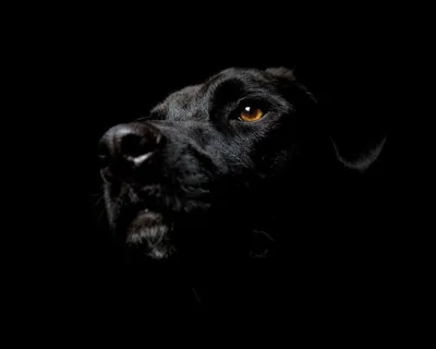 Фотографии Хаунд собаки баскервилей: элегантность и изящество в каждом кадре
