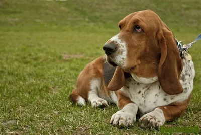 Хаунд собака баскервилей - уникальные изображения для ценителей породы