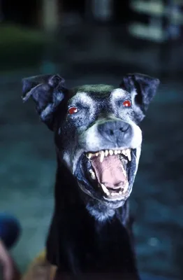 Хаунд собака баскервилей - взгляните на мир через глаза породы