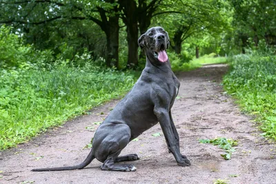 Хаунд собака баскервилей - невероятные картинки в формате png