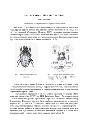 Хейлетиоз у собак: фото питомцев во время болезни