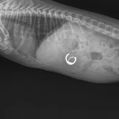 Хейлетиоз у собак: фотографии, иллюстрирующие тяжесть заболевания