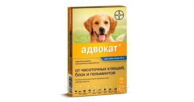 Хейлетиоз у собак: невероятные картинки, передающие страшное заболевание