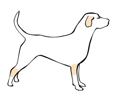 Уникальные снимки хейлита у собак в разных форматах