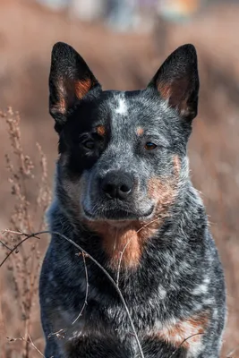 Фото Хилер породы собак: выберите формат и приятное разрешение